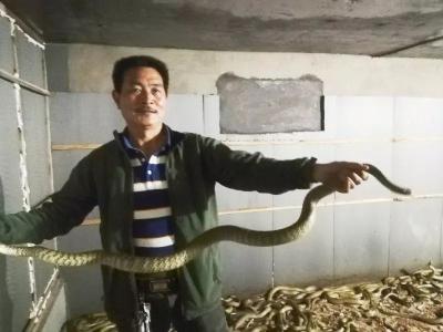 好牛! 监利这个农民养的蛇销往新加坡∽