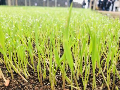 水稻精量育秧播种技术