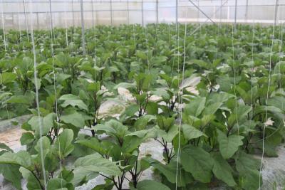 茄子在苗期需要哪些管理？怎么样管理才最好