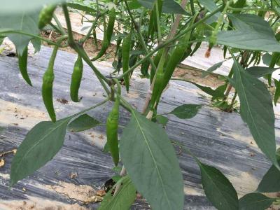 蔬菜的“控旺”很重要！磷酸二氢钾的作用不可小觑