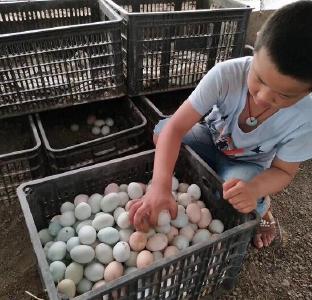 鸡蛋价格连涨五周 “火箭蛋”卷土重来了？