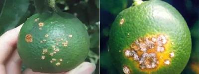 【柑橘】柑橘叶片上出现浓黄色油渍状圆斑，这是溃疡病的表现，如何防治？
