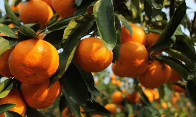 【柑橘】柑橘新品种更新太快？五个方法帮你判断该不该种！