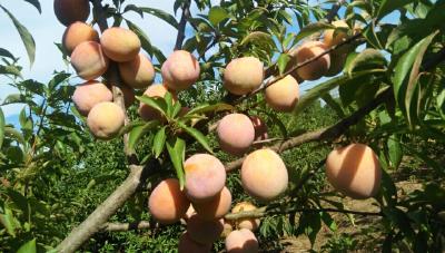 【桃】桃树缺铁症有哪些症状表现？桃树缺铁症防治措施
