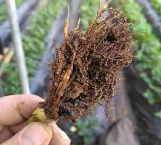 五大法宝，助你解决大棚蔬菜重茬连作障碍