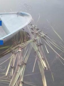 关注 | 湖北、湖南多地小龙虾大量暴发“死苗”事件！小小一桶肥水膏，难道真的是“毒药”？