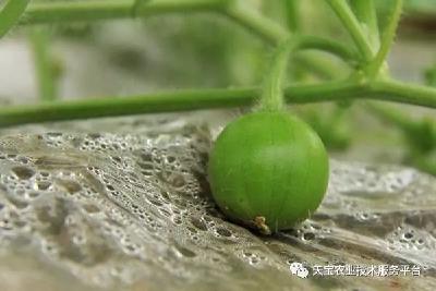 西甜瓜开花坐瓜期这些细节得注意？都是获得高产的关键
