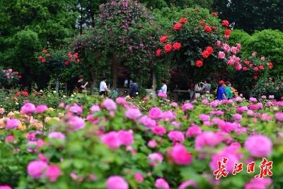武汉将迎雨还伴有雷电大风 最高气温降至20℃
