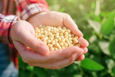 面对淡季，大豆价格却逐渐走高！未来还会继续上涨吗？