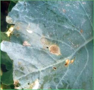 蔬菜7大病害，个个戳痛你的心！附防治方法