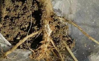 番茄“黑秆子”看图诊治！找准原因，对症下药