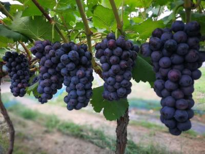 【葡萄】葡萄浇水可不是小事儿！哪些是浇水的关键时期？