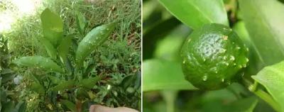 【柑橘】柑橘叶片出现油渍状黄褐色圆形小斑点，是什么病？