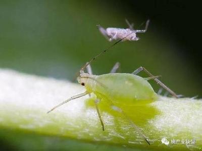 【桃】为什么桃树蚜虫会越治越多？