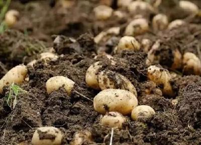 山乡致富“豆”——恩施硒土豆产业发展观察