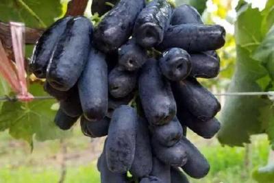 【葡萄】蓝宝石葡萄种植技术