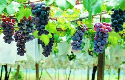  公安葡萄全国行北京推介会举行 共话葡萄产业发展