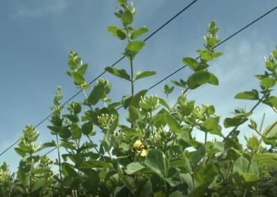 啥花一年能出一季，一季收3茬！每斤可卖80块？