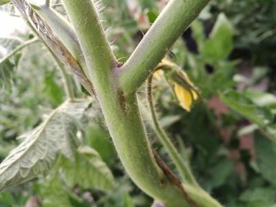 高温季节番茄芽枯病频发，菜农该如何预防
