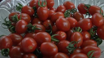 住在8千万的玻璃大棚里，“混血”小番茄生长期可达10个月！产量效益大幅提升