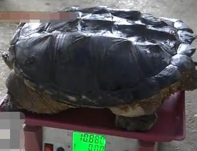 松滋村民捡到一只“怪乌龟” 水产专家看后说……