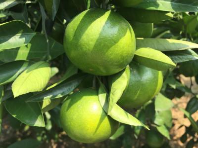 【柚子】了解！三红蜜柚种植技术和管理方法