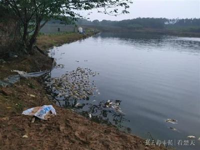 江夏养殖户大量鲈鱼死亡 当地环保部门介入调查