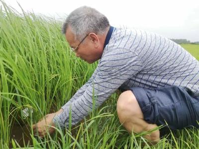 无人机、芯片、传感器……智慧农业能否助力海水稻大面积高产？