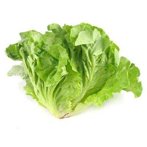 生菜种植温度需求及育苗移栽事项！直接撒种和育苗移栽哪个好