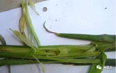 蓟马、红蜘蛛、钻心虫……大姜虫害高发，如何防治