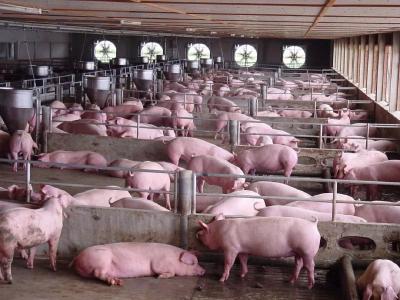 2019年农村养猪政策怎么样？这些补贴你申请了吗?