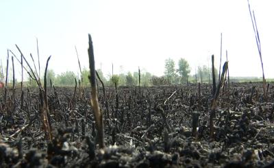 60多亩麦田被烧，农民损失4万元，究竟是谁的错？