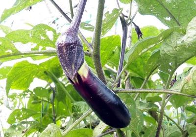 茄子有蓟马、蚜虫、粉虱等害虫，如何防治？这样喷药恰当吗 