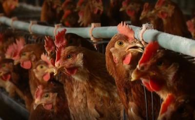 南方9省畜禽生产调度会：着力解决家禽产销不畅问题