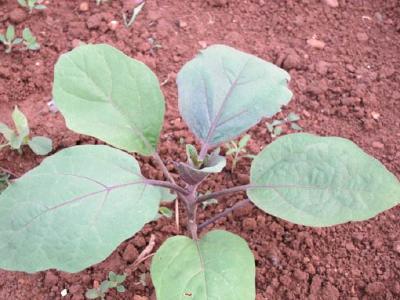 茄子种植技术：茄子苗期病害的防治办法