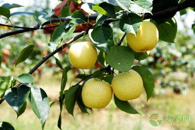 【梨】五种常见梨制品的加工方法及质量要求