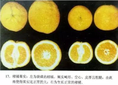 【柑橘】缺磷症PK磷过剩！果皮厚而粗糙，味酸，这是缺磷了