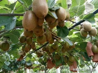 【猕猴桃】夏季猕猴桃的田间管理，高产的10条秘诀，果农们都看看