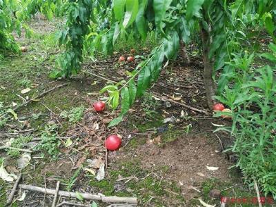 暴雨致武汉近千亩桃园受损 百余名村民和城管忙救灾