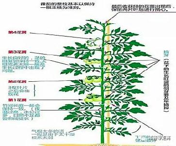 大棚番茄整枝讲技巧 ！疏叶摘黄不摘绿，摘下不摘上