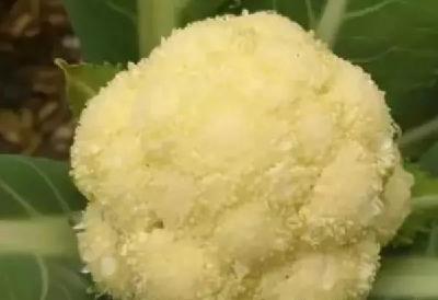 花椰菜出现的多种异常现象详解！防止花椰菜异常花球的措施