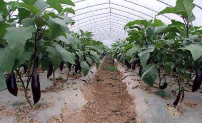 茄子越夏再生高效栽培管理技术要点！提高土地利用率
