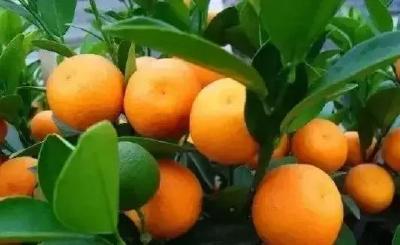 【柑橘】柑橘树势太弱易黄化、衰退；太旺，成风景树难结果！究竟咋办？