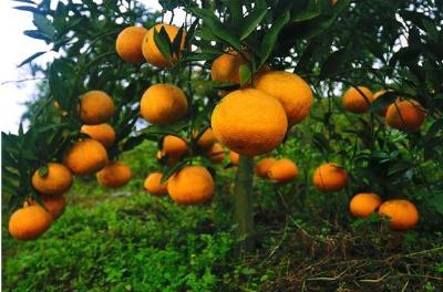 【柑橘】柑橘着色是否好，受到很多外在因素影响，一起来看看