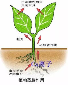 预防白菜烧心，要知道这些！干烧心有轻重之分