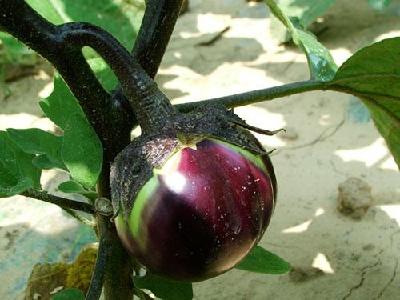 种植茄子时，坐果率老是不高，可能就是这四个原因