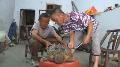 放心养！农业农村部发话了：中华鳖、乌龟按水生物种管理