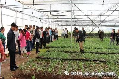 【中药材】白芨种植热火朝天，皮包公司骗局不断，小心上当受骗血本无归！