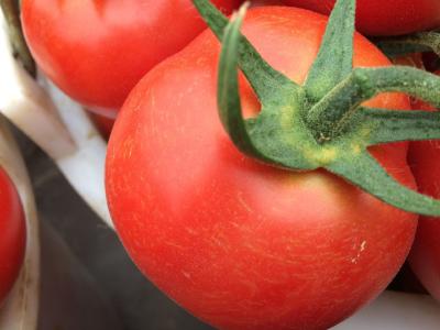 遮阳降温把握好“度”！精细管理，越夏番茄品质好