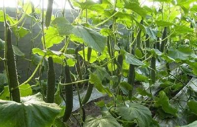 越夏黄瓜定植后死苗怎么办？